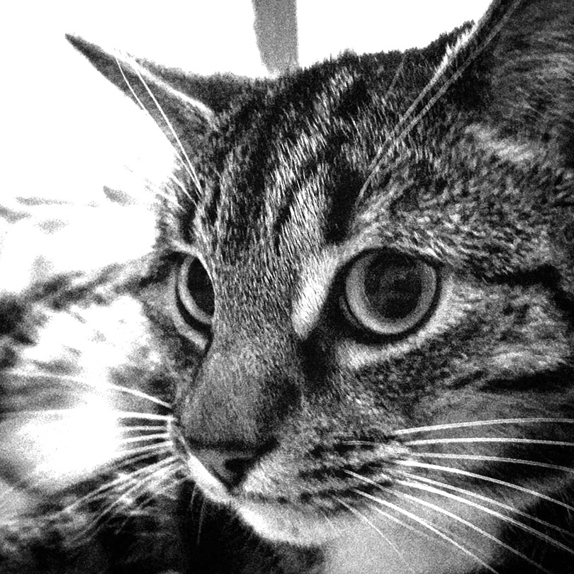 Close-up black-and-white photograph of a tabby cat's face, showing large round eyes, striped fur, and prominent white whiskers. The cat is looking slightly to one side, filling most of the frame.